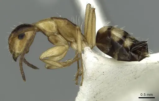 Camponotus ogasawarensis - CASENT0913704