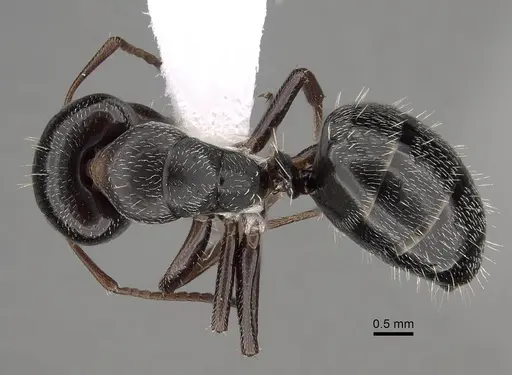 Camponotus olivieri specimen