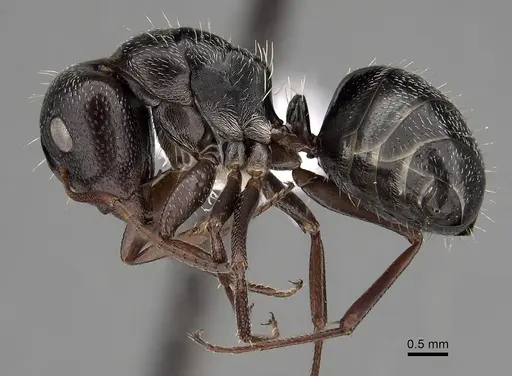 Camponotus olivieri specimen