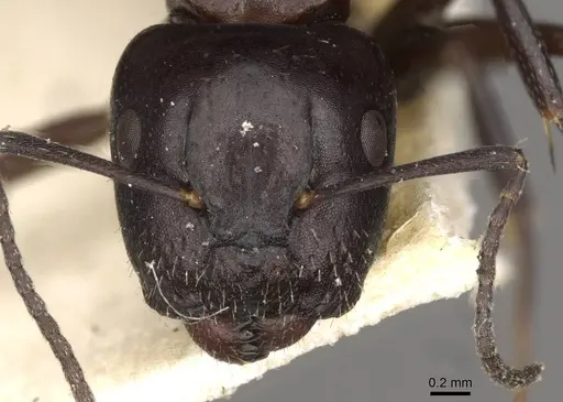 Camponotus ominosus specimen