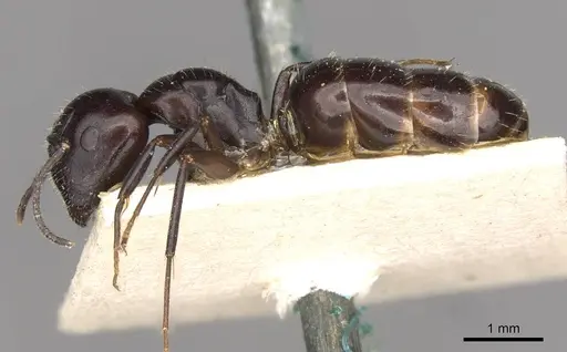Camponotus ominosus specimen
