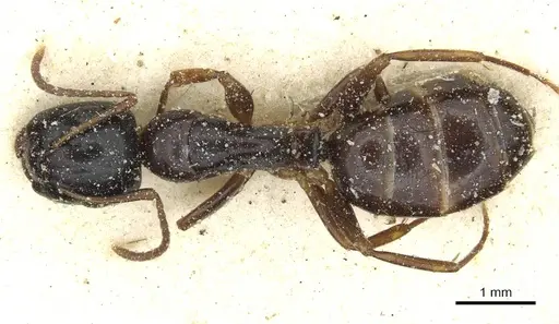 Camponotus orinobates specimen