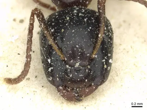 Camponotus orinobates specimen