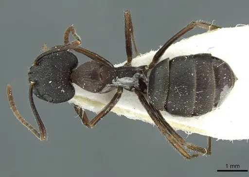 Camponotus orinus specimen