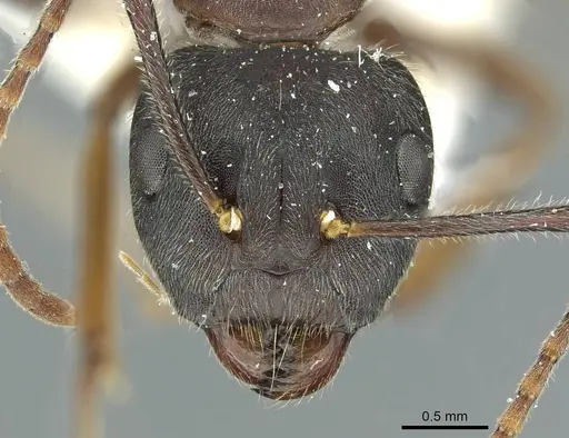 Camponotus orinus specimen
