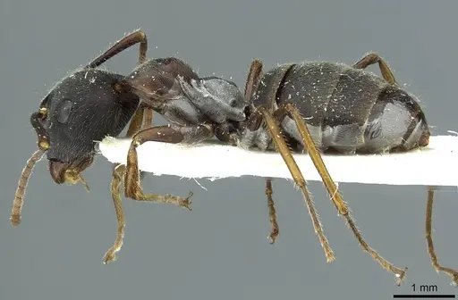 Camponotus orinus specimen