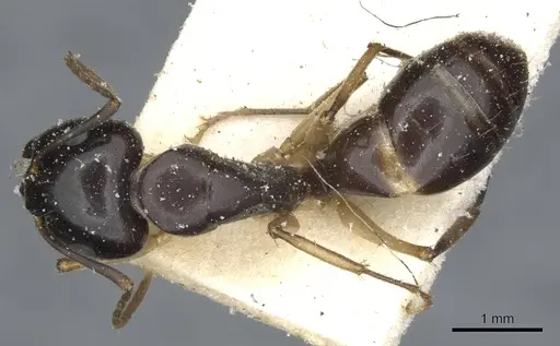 Camponotus orites specimen