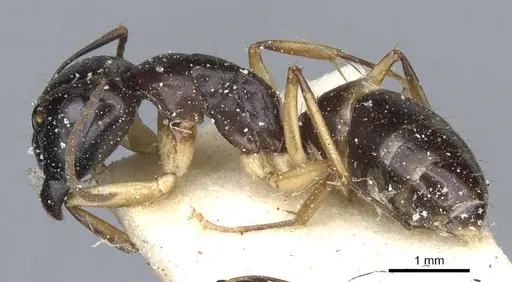 Camponotus orites specimen