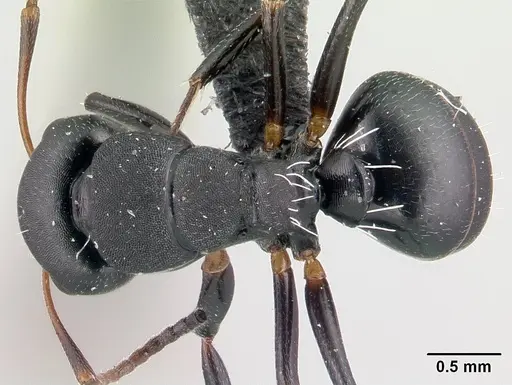 Camponotus orombe specimen