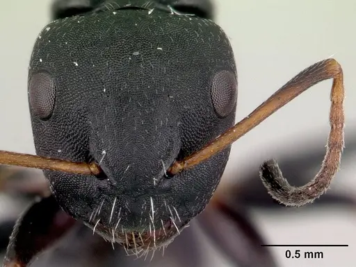 Camponotus orombe specimen