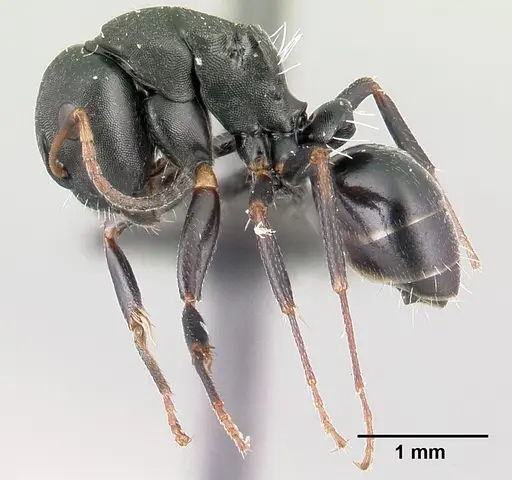 Camponotus orombe specimen