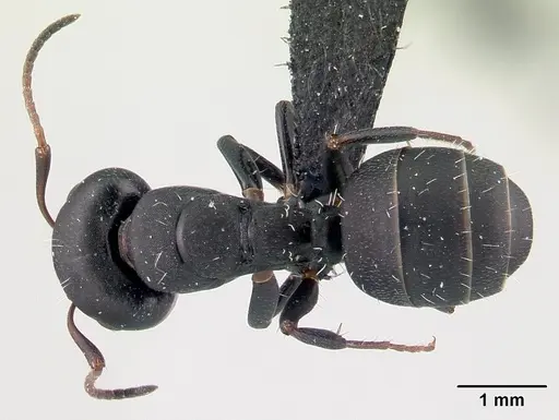 Camponotus orombe - CASENT0122867