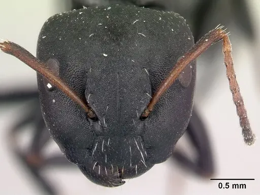 Camponotus orombe - CASENT0122867