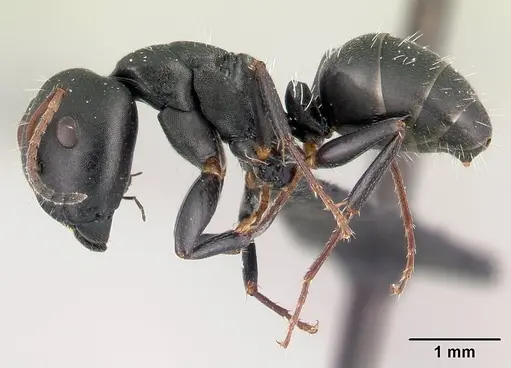 Camponotus orombe - CASENT0122867