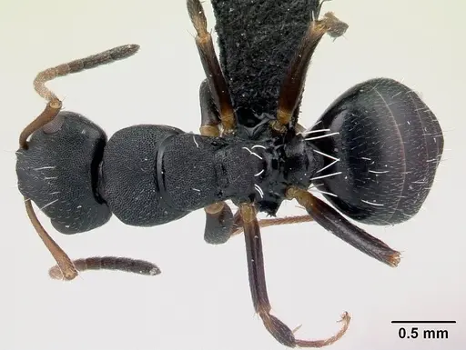 Camponotus orombe - CASENT0178923