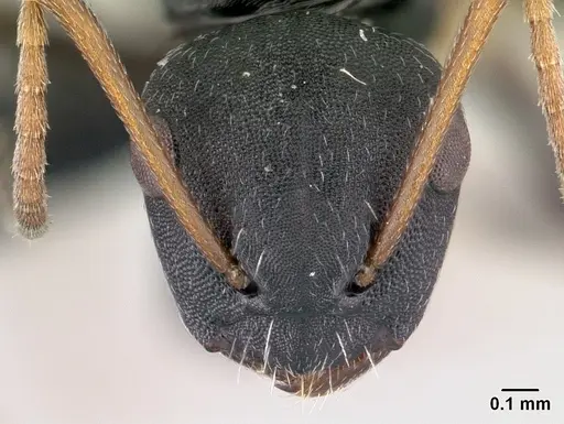 Camponotus orombe - CASENT0178923