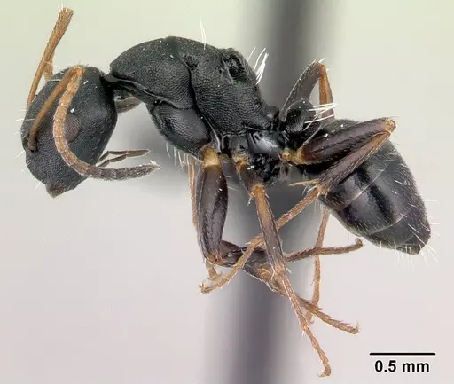 Camponotus orombe - CASENT0178923