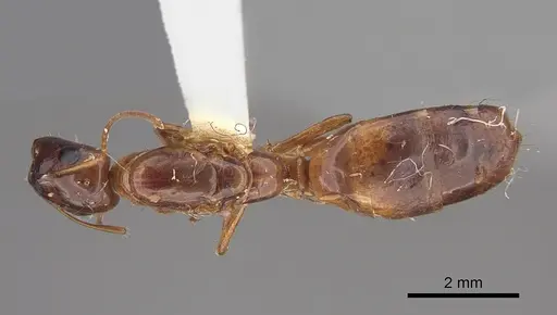 Camponotus orthocephalus specimen