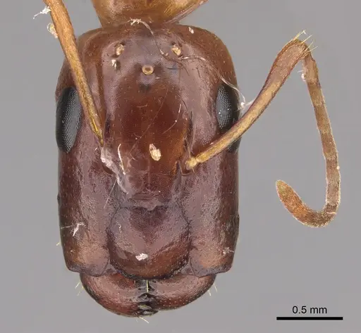 Camponotus orthocephalus specimen