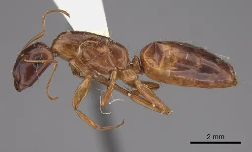 Camponotus orthocephalus specimen