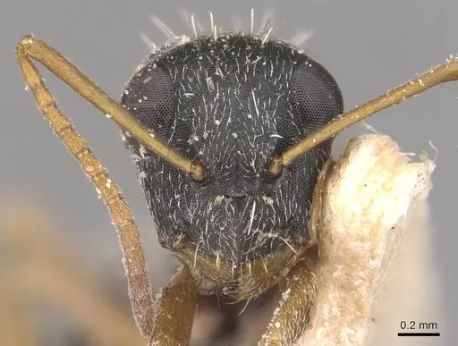 Camponotus orthodoxus specimen