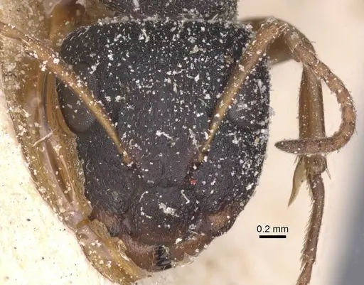 Camponotus orthodoxus - CASENT0911846