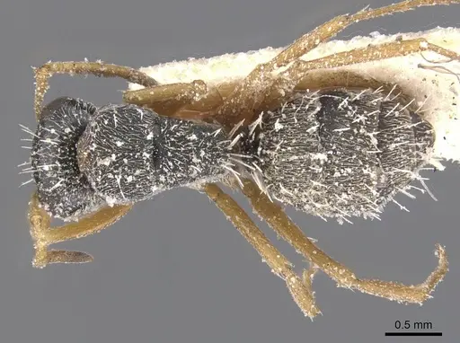 Camponotus orthodoxus - CASENT0911847