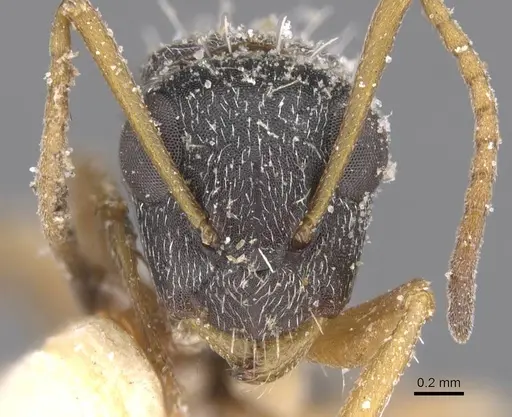 Camponotus orthodoxus - CASENT0911847