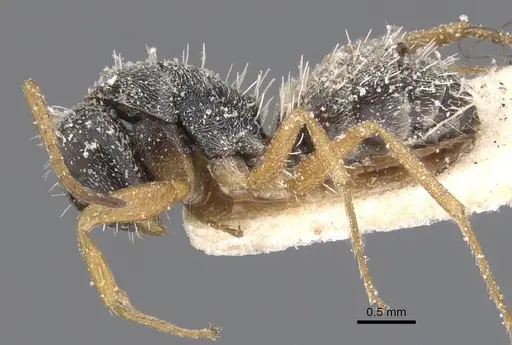 Camponotus orthodoxus - CASENT0911847