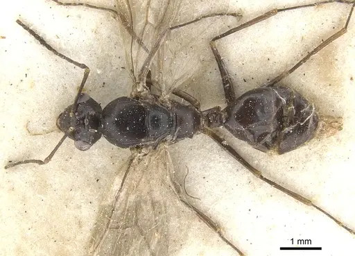 Camponotus ostiarius specimen