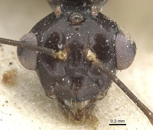 Camponotus ostiarius specimen