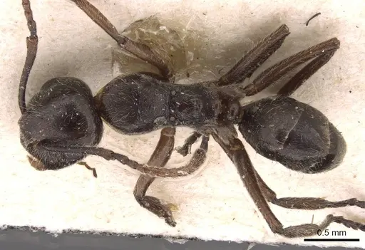 Camponotus overbecki specimen
