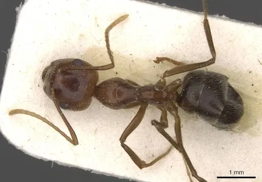 Camponotus overbecki - CASENT0910416