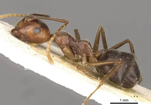 Camponotus overbecki - CASENT0910416