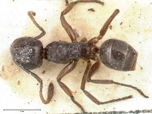 Camponotus overbecki - FOCOL0486