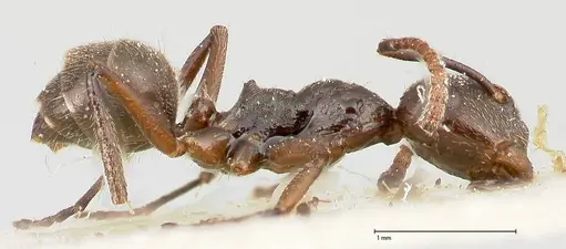 Camponotus overbecki - FOCOL0486