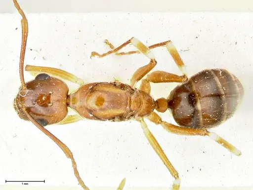 Camponotus overbecki - FOCOL2490