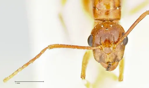 Camponotus overbecki - FOCOL2490