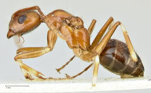 Camponotus overbecki - FOCOL2490