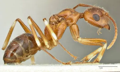 Camponotus overbecki - FOCOL2490