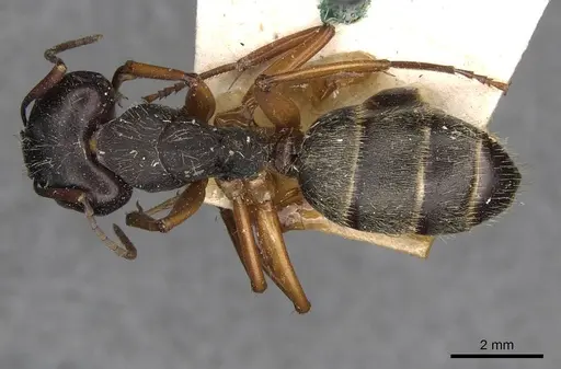 Camponotus oxleyi specimen