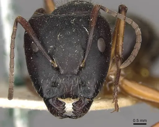 Camponotus oxleyi specimen
