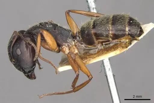 Camponotus oxleyi specimen