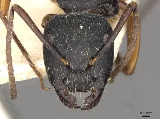 Camponotus oxleyi - CASENT0910398