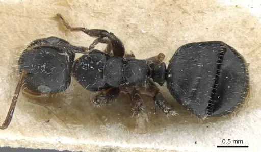 Camponotus pachylepis specimen
