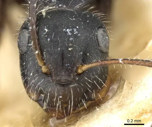 Camponotus pachylepis specimen