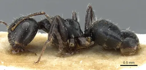 Camponotus pachylepis specimen