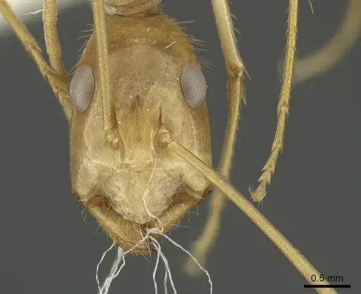 Camponotus palkura specimen