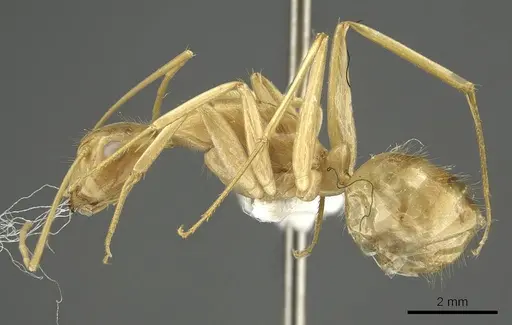 Camponotus palkura specimen