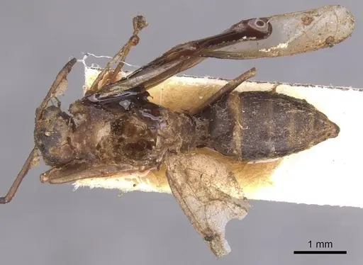 Camponotus pallens specimen